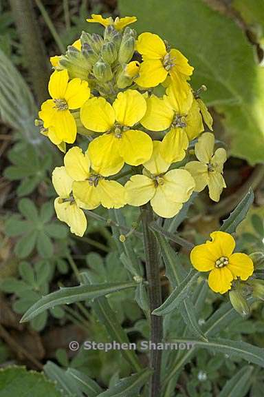 erysimum franciscanum 1 graphic